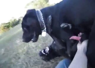 Sexy bestiality with a very casually kinky doggo