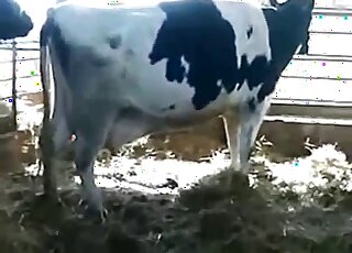 Bull Xxx To Cow - Bull Videos / japanese animal tube / Most popular Page 1