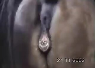 Animal fucking featured in the best zoo movie