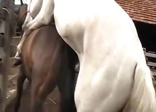 A sensual lady gets nicely fucked by a huge horse