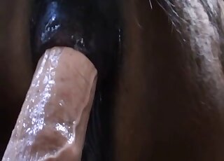 Mare pussy getting fucked by a sexy dildo - 日本のアニマルポータルサイト