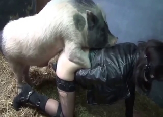 Sexy pig takes its dick in her wet vaginal hole