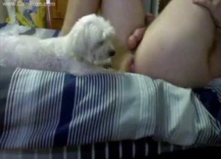 Sex with toys and juicy rimjobs from the pet