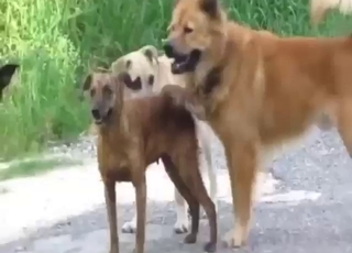 Horny dogs are about to get crazy with mating