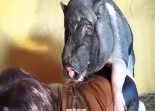Dog and pig fuck compilation with horny girls