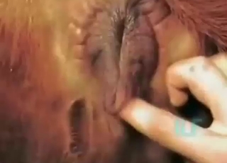 Hot bitch mare pussy getting fisted at first