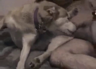 Zoo porn shows what this dude is capable of