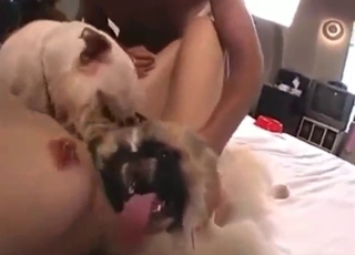 Japanese girls are fucking around with dogs