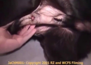 Handjobs in zoo sex with lots of taboo vibes