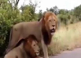 Gay lion mating with sexy animals that cum