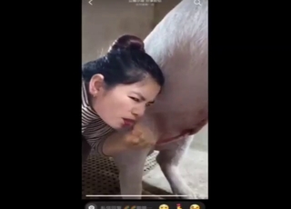 Prime bestiality sex from China: sexy pig BJ