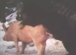 Neighbor boars fuck in this kinky recording