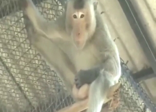 Compilation of kink with a monkey jerking off