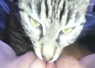 Sensational bitch lets this cat eat her out too