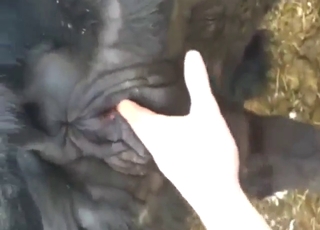 Sexy zoophile dealing with a cow's wet pussy