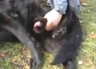 Zoo porn dealing with real dog cock handjobs