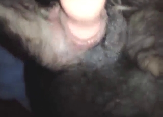 Close-up toy zoophile porn with a dog gaped