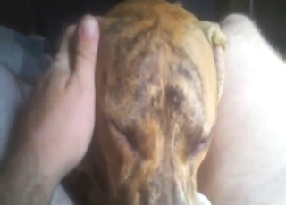 Dane is going to get busy licking that juicy dick