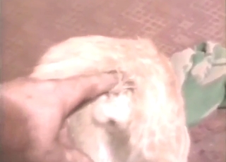 Zoo sex with a sexy animal, hot cat asshole