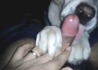 Horny guy lets this dog go sloppy all over him