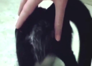 Kitty in heat is going to take that dick HARD