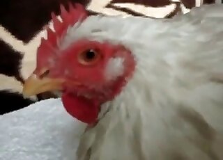 Let's all take a look at this cock