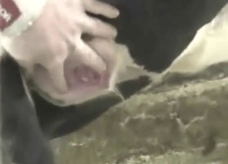 Guy is happy to fuck a cow: that animal is begging