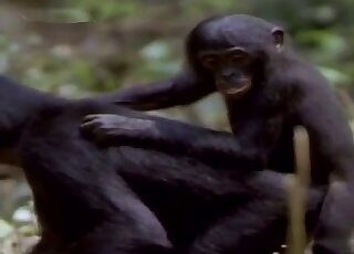 Sexy monkeys having sex in the forest