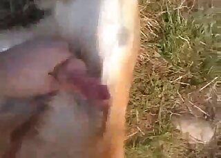 Perfect and perverted amateur bestiality XXX