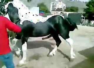 Stunning horse is enjoying bestiality XXX