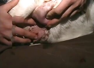 Screwing my own goat in the bedroom