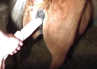 Shoving a huge dildo in stallion ass