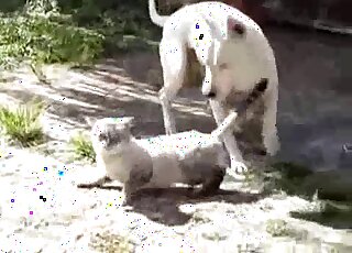 Awesome white doggy in amazing bestiality XXX