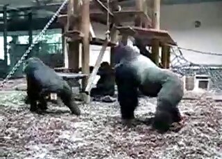 Black monkey is getting fucked by a huge guerilla
