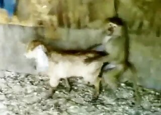 Cute monkey is fucking with another animal on the cam