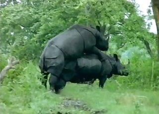 Two brutal dark rhinos have sex in the doggy style