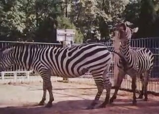 Stunning zebras are fucking at the zoo in a hot way