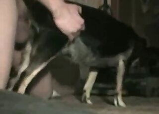 Good small dog screwed from behind on the cam