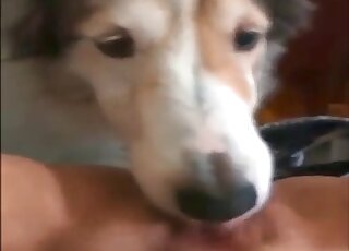 Cute doggy is licking her wide-opened tight cunt