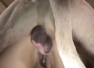 Perverted chick is fucking with a dog