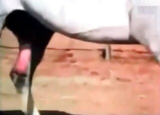 Horse fuck compilation with all the highlights